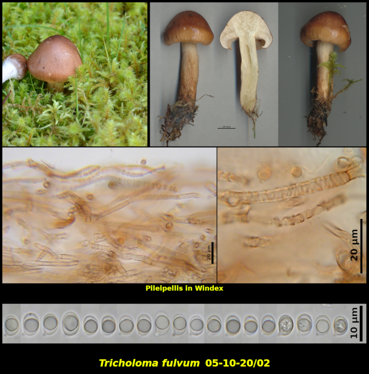 Picture of Tricholoma fulvum 05-10-20/02